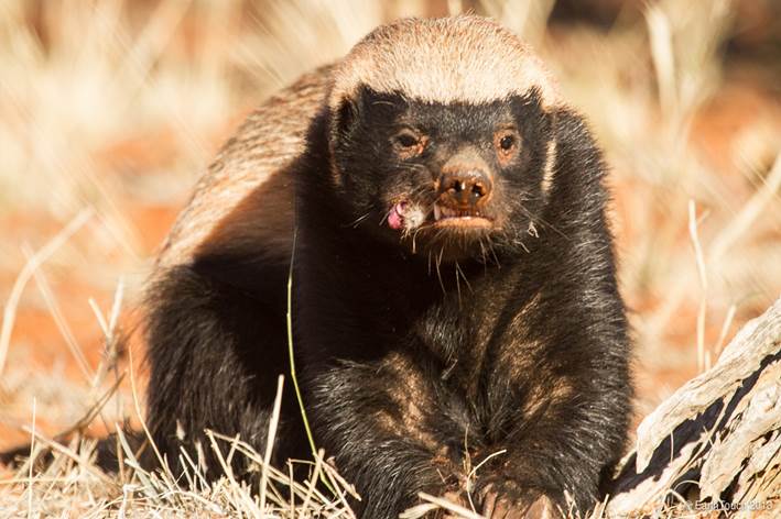 The Big Whinge - Why Was Anyone Surprised with Honey Badger Bachelor Finale  - The Gurgler